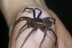 Ancylometes bogotensis