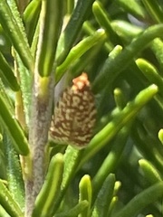 Sparganothis tessellata