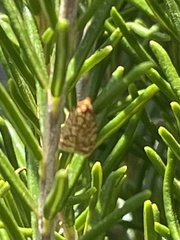 Sparganothis tessellata