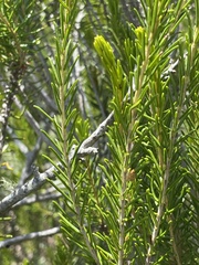 Sparganothis tessellata