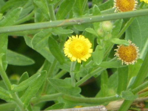 iNaturalist observation photo of Spanish False Fleabane