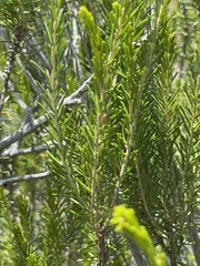 Sparganothis tessellata