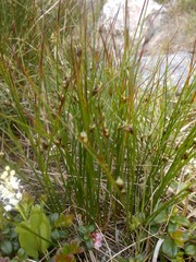 Oreojuncus trifidus