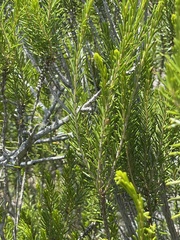 Sparganothis tessellata