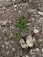 Ageratina herbacea