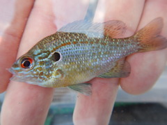 Lepomis marginatus