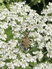 Trigonarthris subpubescens