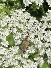 Trigonarthris subpubescens