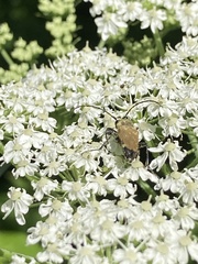 Trigonarthris subpubescens