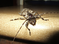 Dryoctenes scrupulosus