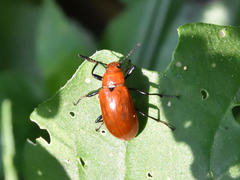 Strongylium hoepfneri