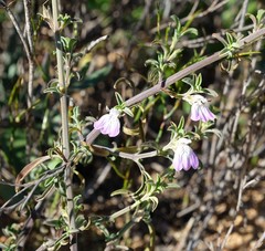 Monechma spartioides