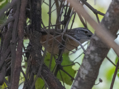 Cantorchilus guarayanus
