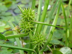 Sparganium emersum