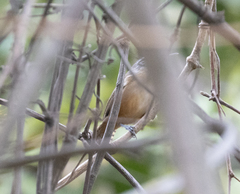 Cantorchilus guarayanus