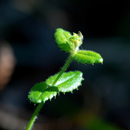 Image of Gonocarpus teucrioides by (c) Max Campbell, some rights reserved (CC BY)