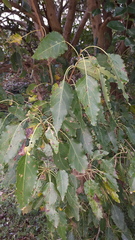 Cordia caffra