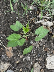 Ipomoea lindheimeri