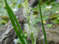 Sparganium emersum