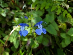 Salvia sagittata
