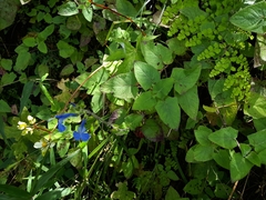 Salvia sagittata