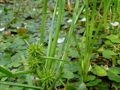 Sparganium emersum