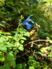 Salvia sagittata
