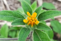 Sclerocarpus phyllocephalus