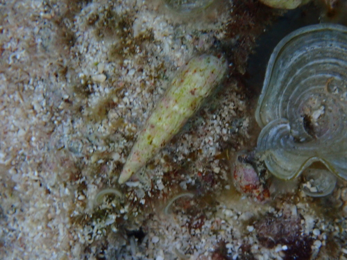 Myurellopsis undulata