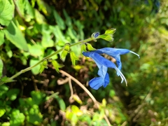 Salvia sagittata