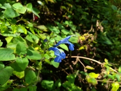 Salvia sagittata