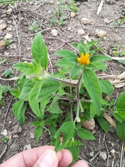 Sclerocarpus phyllocephalus