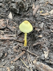 Leucocoprinus birnbaumii image