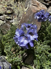 Polemonium confertum