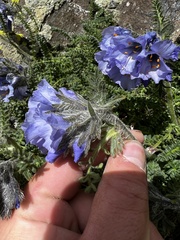 Polemonium confertum