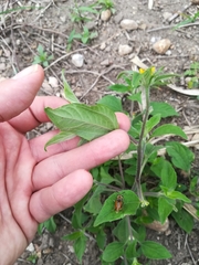 Sclerocarpus phyllocephalus
