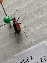 Ellipsoptera marutha