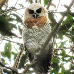 Strix leptogrammica
