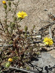 Lessingia pectinata pectinata