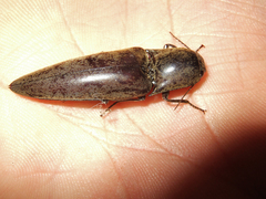 Orthostethus