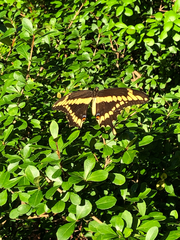 Heraclides cresphontes