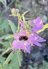 Bombus occidentalis