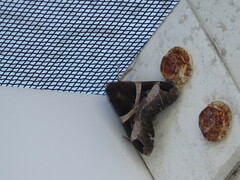 Melipotis fasciolaris
