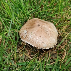 Agaricus bitorquis