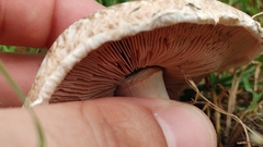 Agaricus bitorquis