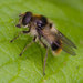 Bumblebee Blacklet - Photo (c) oldbilluk, some rights reserved (CC BY-NC-SA)