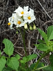 Solanum maglia