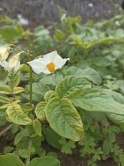 Solanum maglia