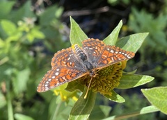 Euphydryas anicia capella