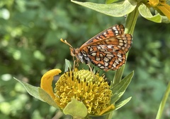 Euphydryas anicia capella